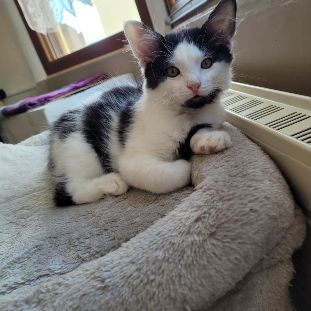 Tusky à adopter si mignon #5