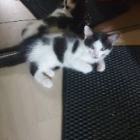 Tusky à adopter si mignon #1