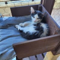 Tusky à adopter si mignon #0