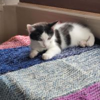 Tusky à adopter si mignon #3