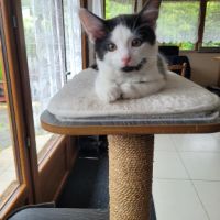 Tusky à adopter si mignon #4