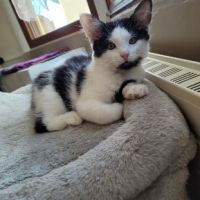 Tusky à adopter si mignon #5