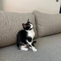 Zara a adopter trop mignonne #3