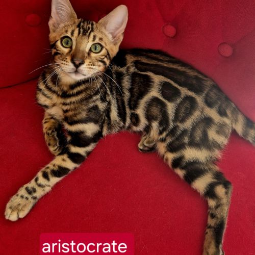 Chaton de race  bengal recherche une famille