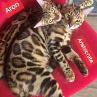 Chaton de race  bengal recherche une famille #1