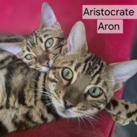 Chaton de race  bengal recherche une famille #0