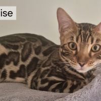 Chaton de race  bengal recherche une famille #3