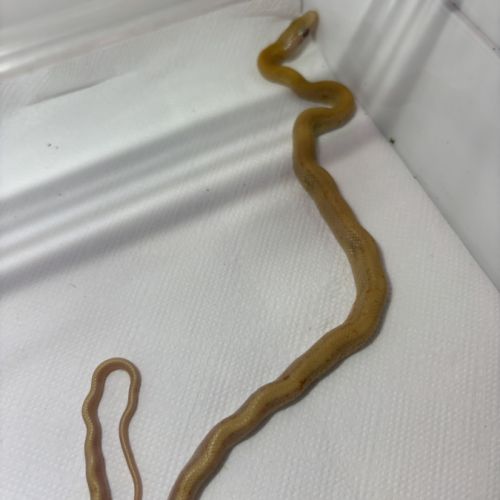 Orthriophis taeniurus #1