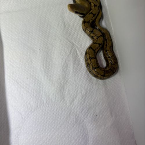 Orthriophis taeniurus #0