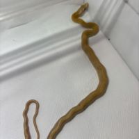 Orthriophis taeniurus #1