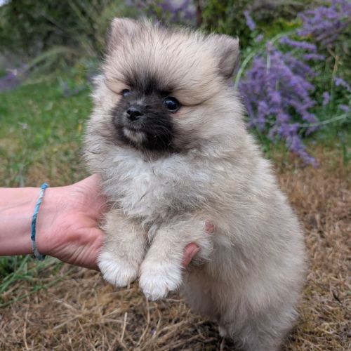 Chiots spitz allemand nain et petit lof #1