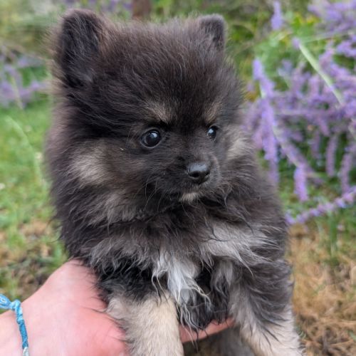 Chiots spitz allemand nain et petit lof #2