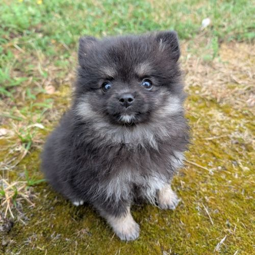 Chiots spitz allemand nain et petit lof #3