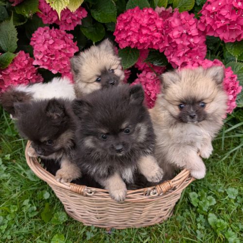 Chiots spitz allemand nain et petit lof #0