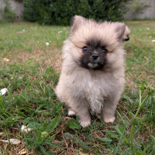 Chiots spitz allemand nain et petit lof #5