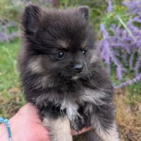 Chiots spitz allemand nain et petit lof #2