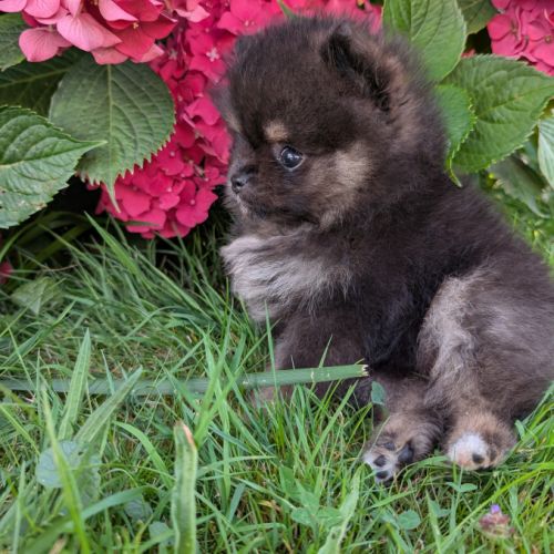 Chiots spitz nain et petit lof #1