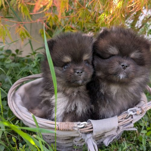 Chiots spitz nain et petit lof #0