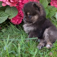 Chiots spitz nain et petit lof #1