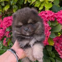 Chiots spitz nain et petit lof #2