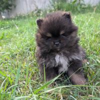 Chiots spitz nain et petit lof #3