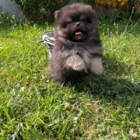 Chiots spitz nain et petit lof #4