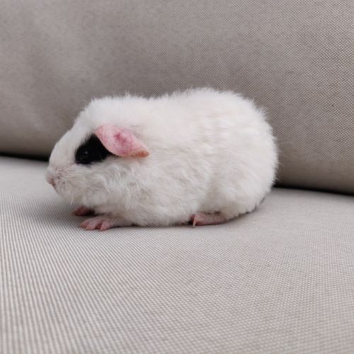 Deux femelles cochons d'inde de race us teddy #2