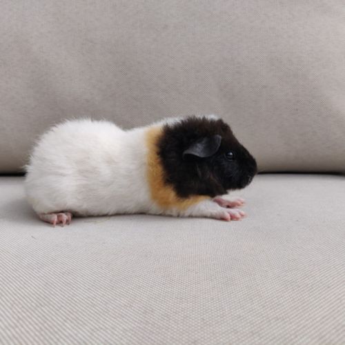 Deux femelles cochons d'inde de race us teddy #3