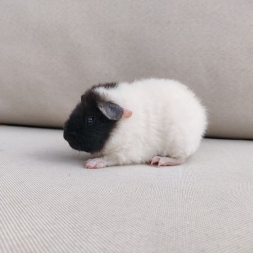 Deux femelles cochons d'inde de race us teddy #4