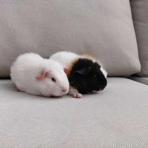 Deux femelles cochons d'inde de race us teddy #0