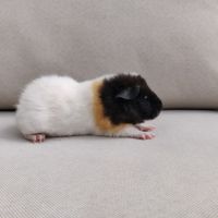 Deux femelles cochons d'inde de race us teddy #3