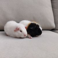 Deux femelles cochons d'inde de race us teddy