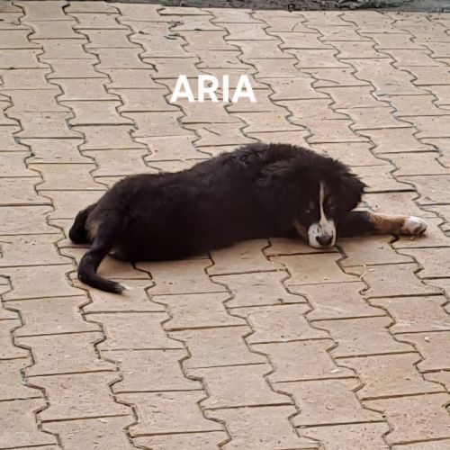 Chiots bouvier bernois non lof à vendre #0