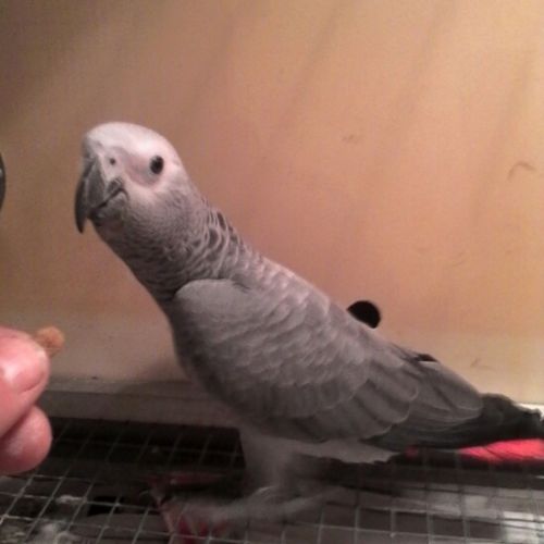Perroquet gris du gabon male #1