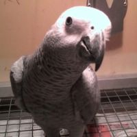 Perroquet gris du gabon male