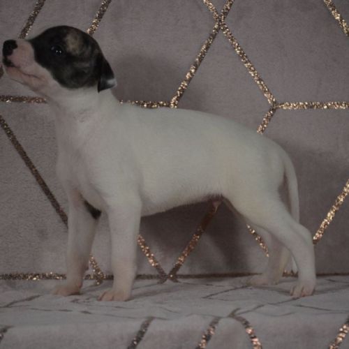 Chiot whippet (adopté) #2