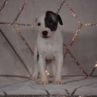 Chiot whippet (adopté) #1