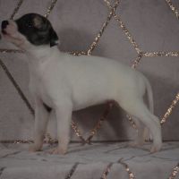 Chiot whippet (adopté) #2