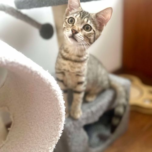 Mika toute mignonne à adopter #1