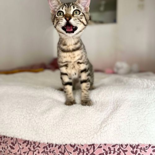 Mika toute mignonne à adopter #2