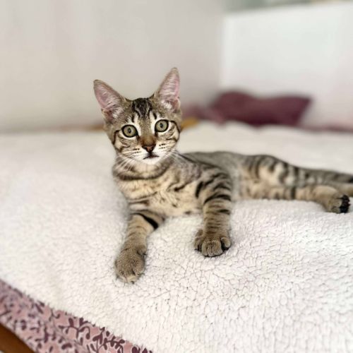 Mika toute mignonne à adopter #3