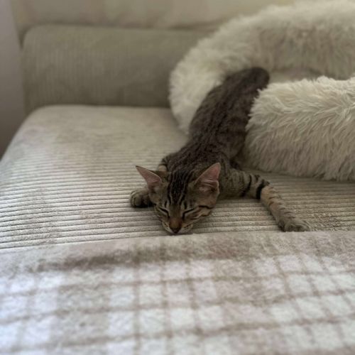 Mika toute mignonne à adopter #4