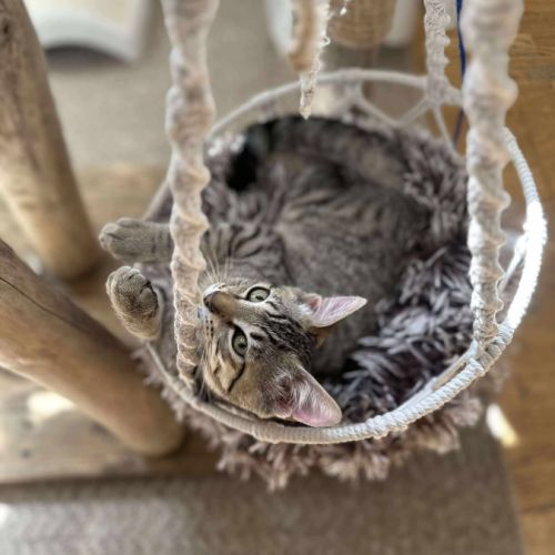 Mika toute mignonne à adopter #5