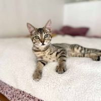 Mika toute mignonne à adopter #3