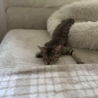 Mika toute mignonne à adopter #4