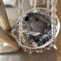 Mika toute mignonne à adopter #5