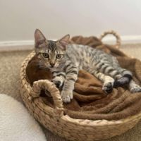 Mika toute mignonne à adopter