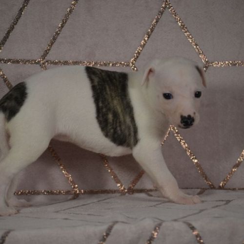 Chiot whippet(réservée) #0