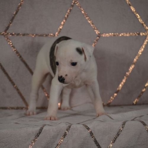 Chiot whippet(réservée) #2