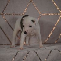 Chiot whippet(réservée) #2